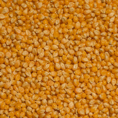 Mais (Corn) Hintergrund