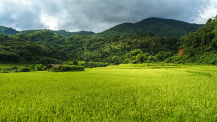 Rice farm in Kengtung