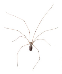 Long Bodied Cellar Spider Isolated