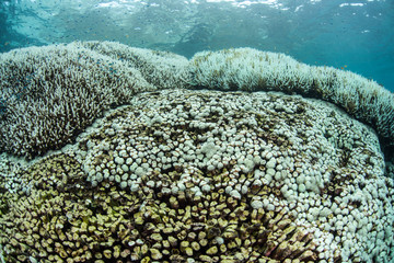 Coral Bleaching