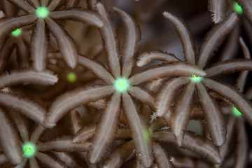 Coral Polyp Detail