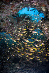 Fototapeta na wymiar Schooling Fish in Reef Cavern