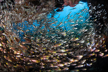 Fish Schooling on Coral Reef