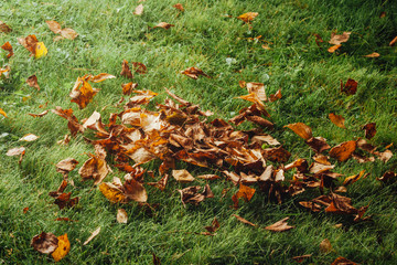 autumn leaves on the lawn
