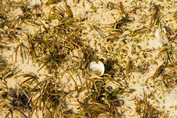 Green algea in the sea