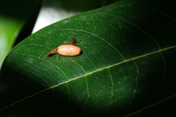 Ant carry egg