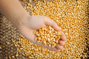 Maize grain in hand.