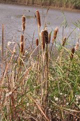 Cattail mace (Typha latifolia)