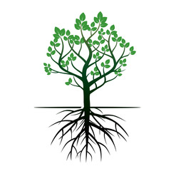 Fototapeta premium Green Tree and Roots