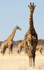 Group of giraffes