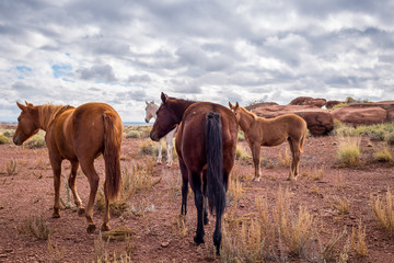 Fototapeta premium Horses in a field