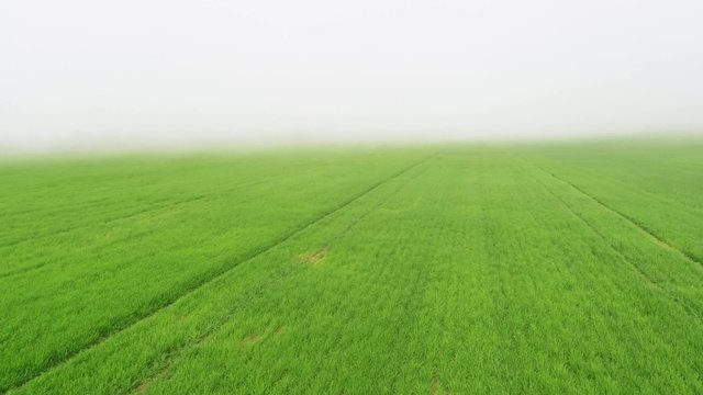 Fog over green field, aerial footage