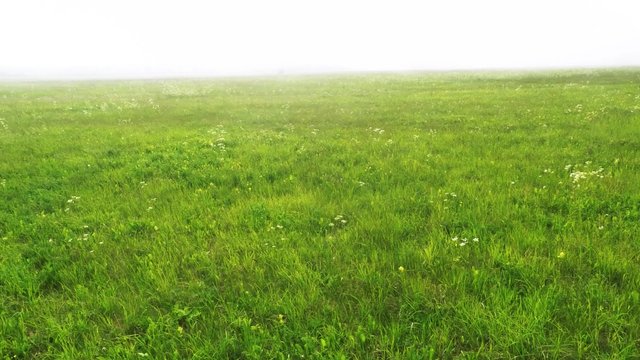 Fog over green field, aerial footage