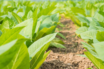 Green tobacco field.