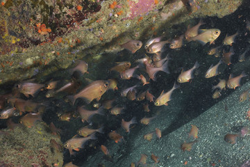 A school of New Zealand bigeye Pempheris adspersa in a crevice in Goat Island marine reserve near Leigh.