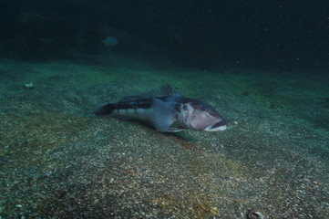 Fototapeta premium Blue cod Parapercis colias in the marine reserve of Goat Island near leigh new Zealand.