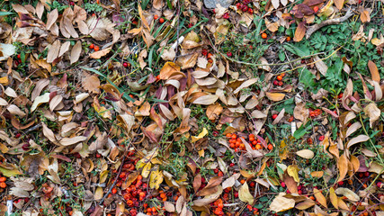 Fallen colored leaves on ground and red berry
