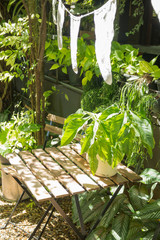 Variety green plant in home garden