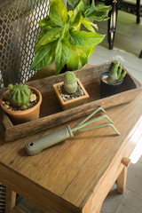 Little green plant decorated on wooden table