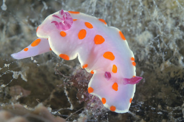 Clown nudibranch Ceratosoma amoenum making a turn on muddy bottom covered with short brown algae