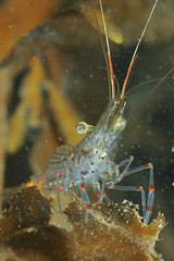 Common shrimp Palaemon affinis on guard among kelp. Its body is silvery semi-translucent with bright red and dark bands.
