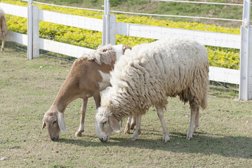Fototapeta premium Sheep Garden