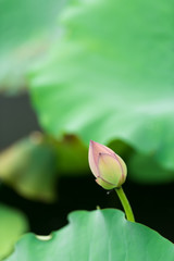 lotus bud
