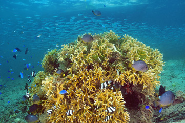 Naklejka na ściany i meble Coral block surrounded by various fish near the jetty of Tongan Beach Resort in 'Utungake in Vava'u archipelago.
