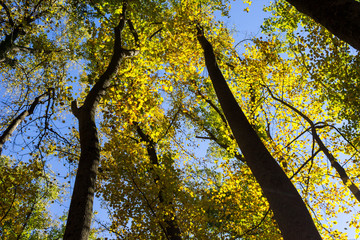 Autumn leaves