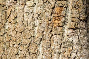 Wood