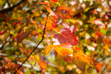 Autumn leaves