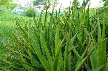 Obraz premium Aloe Vera