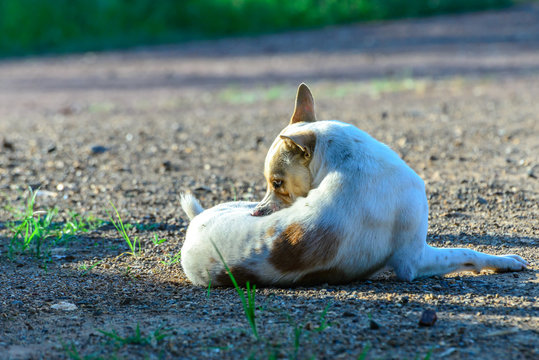 White Dog Self Cleaning Tick And Flea.