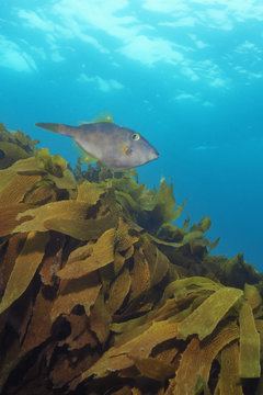 Leatherjacket Parika scaber