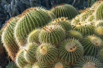 Cactus