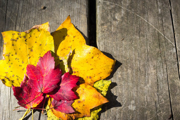 Obraz premium Autumn leaves wood background