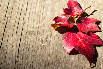Naklejka na ściany i meble Autumn leaves wood background