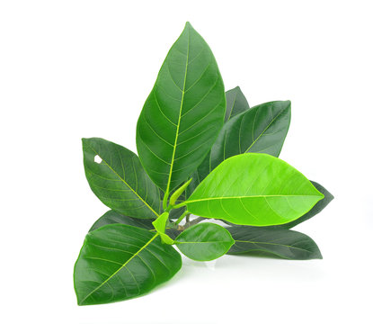 Fototapeta Jackfruit leaves on white background.