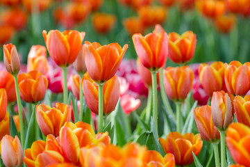 Blooming spring flowers tulips in the garden