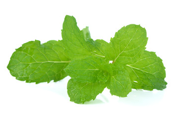 Mint leaf close up on a white background