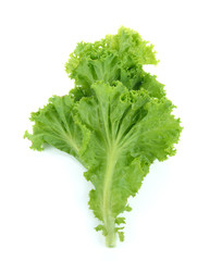 Lettuce isolated on white background