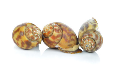 Spotted babylon isolated on white background