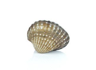 Blood cockle (Anadara granosa) isolated on white background