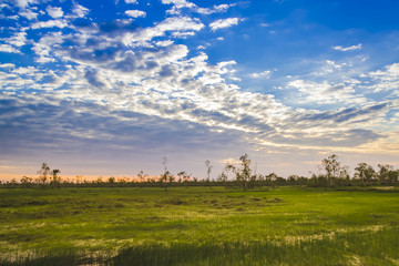 Bright landscape nature with blue sky, cloud, green tree and gol © memmore