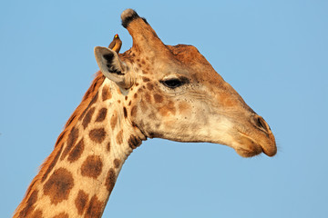 Portrait of a giraffe (Giraffa camelopardalis) with oxpecker bird, Kruger National Park, South Africa.