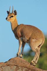 A small klipspringer antelope (Oreotragus oreotragus) on a rock, Kruger National Park, South Africa.