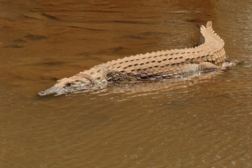 A Nile crocodile (Crocodylus niloticus) basking in shallow water, Kruger National Park, South...