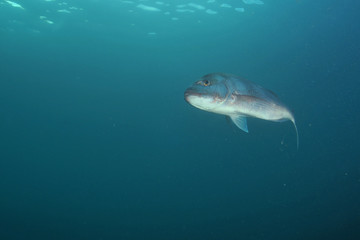 Australasian snapper Pagrus auratus in the waters around New Zealand.