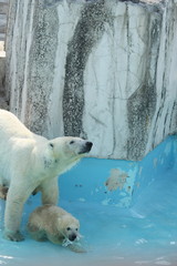 Obraz na płótnie Canvas Parent-child Polar Bear