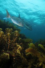 Fototapeta na wymiar Australasian snapper Pagrus auratus in the waters around New Zealand.